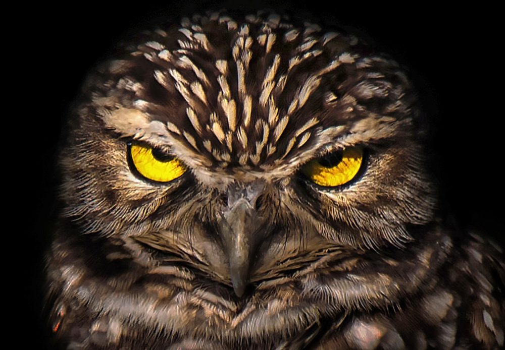 burrowing owl close-up
