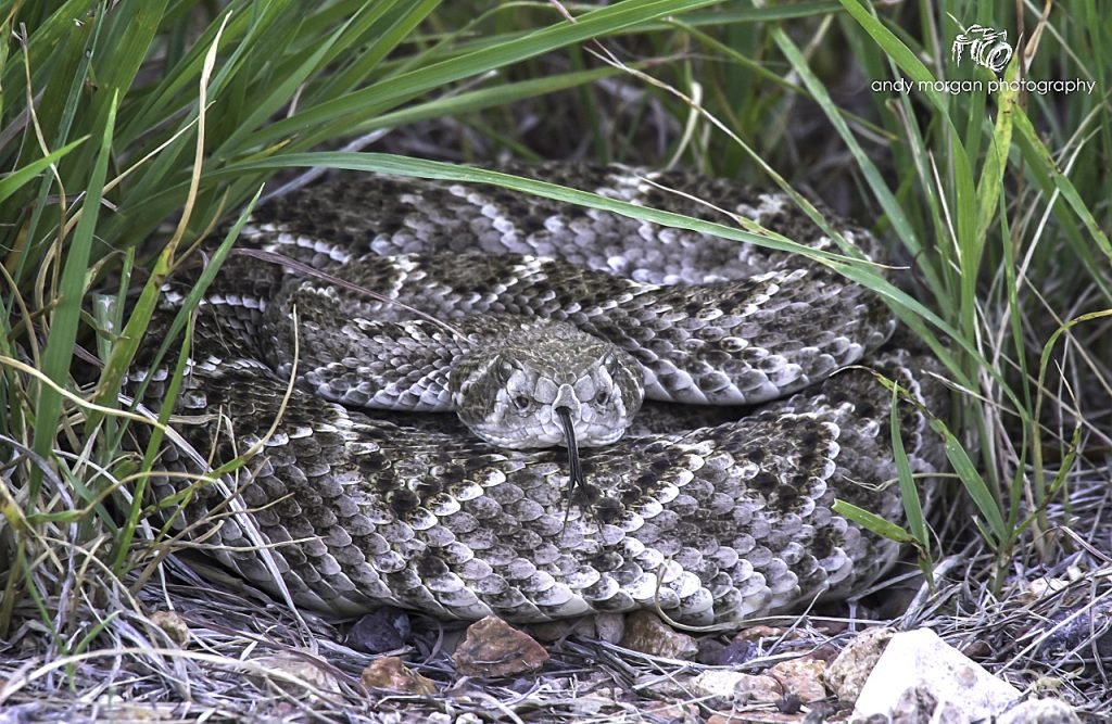 Western Diamondback Rattlesnake Andy Photography
