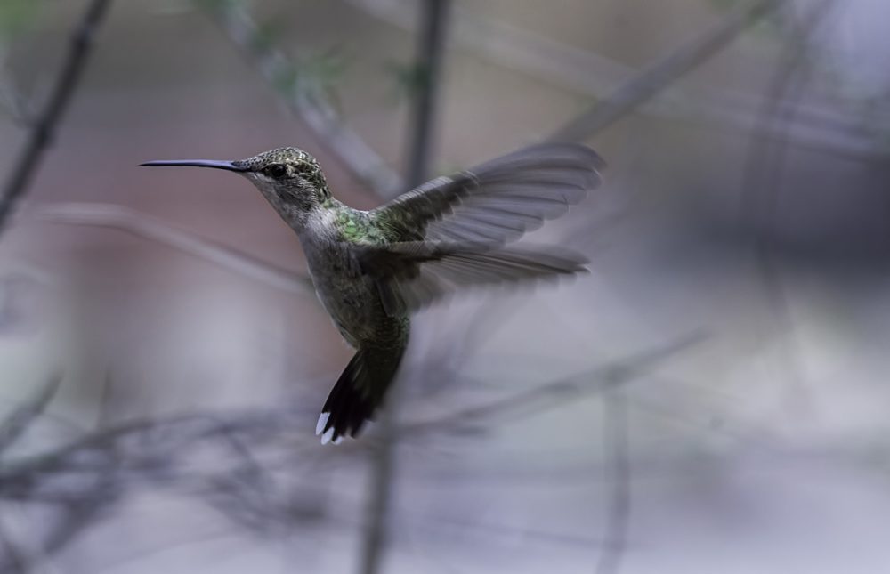 Black Chinned Hummingbird in Flight