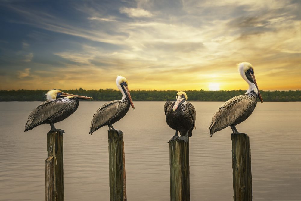 Four Pelicans Sunset