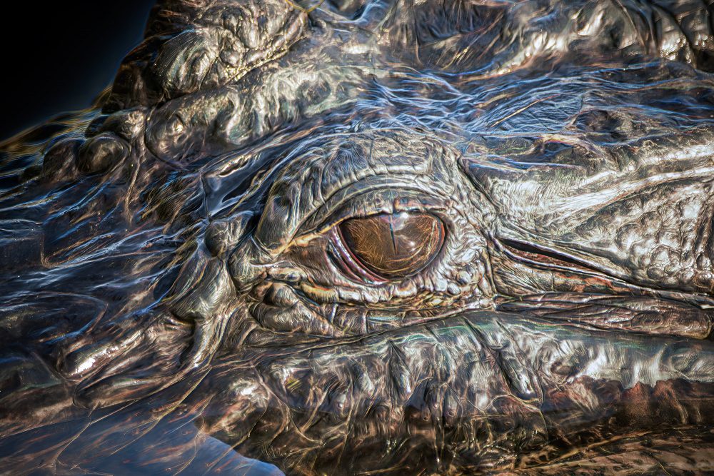 Detailed Gator Eye