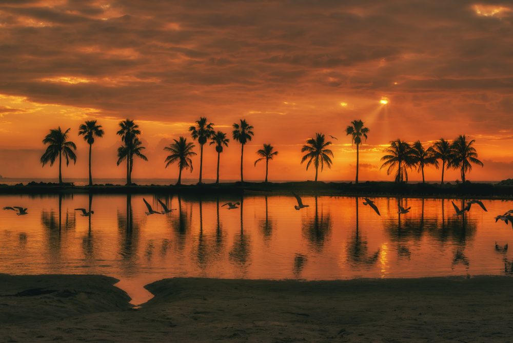 Miami Beach Park Sunrise Palm trees