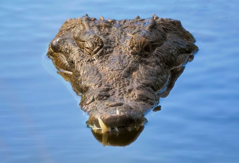American Crocodile Photo Print