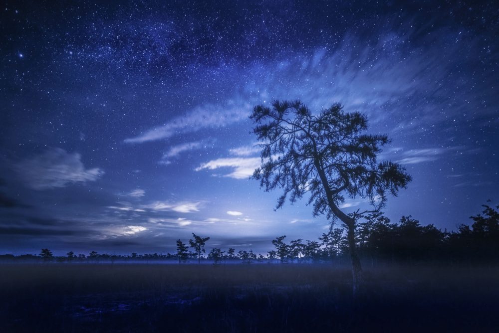 A dwarf cypress tree rises above the river of grass as stars fill the skies above in the big cyprss national preserve.